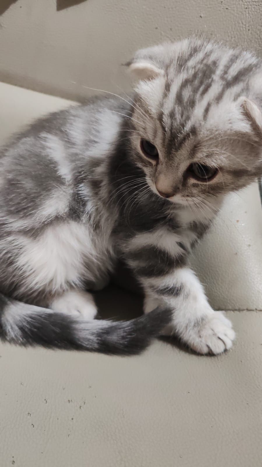 Продам вислоухого котёнка