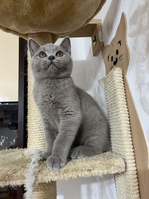 British shorthair baietel lilac