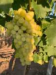 Struguri de masa si vin