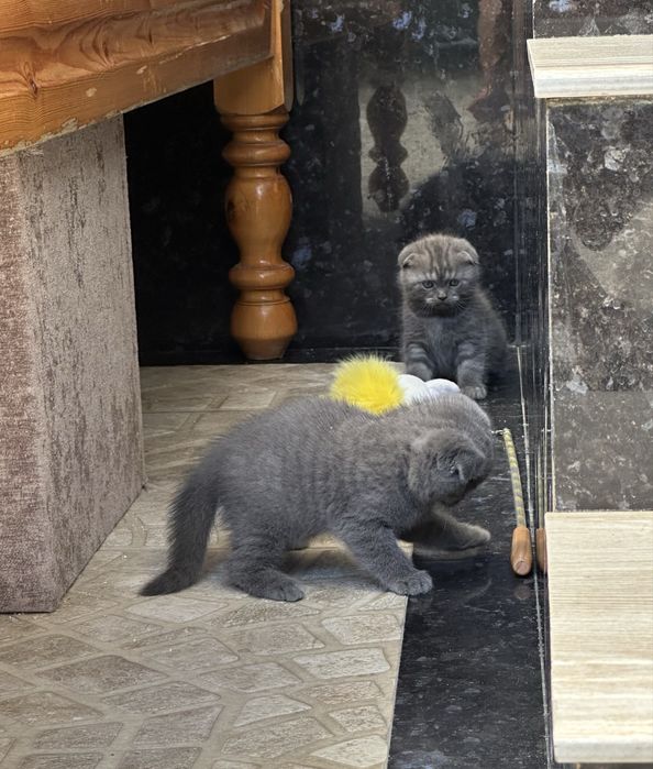 Fold mushukchalari sotiladi srochni arzon narxda bolalari sotiladi 40