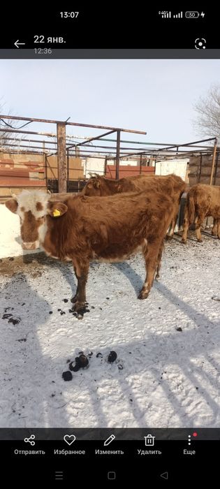 продается Кашар буаз