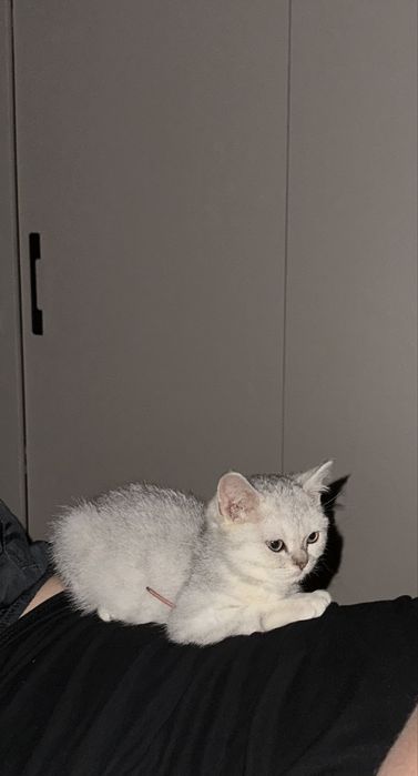 Серебристая шиншила