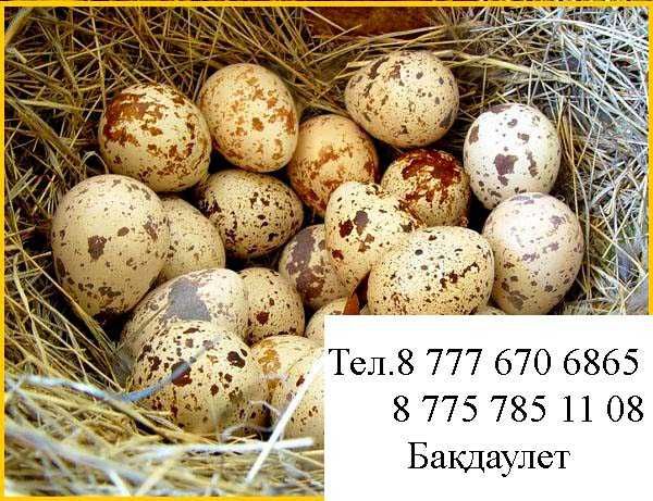 Инкубациялык бөдене жұмыртқасы Техас,Инкубационное яицо перепелкиТехас