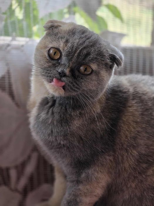 Шотландска клепоуха