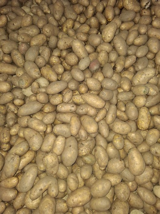 Cartofi consum, sămânța si pentru animale 2025