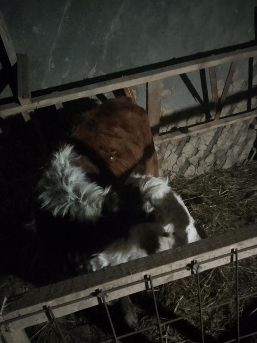 Тёлка подсос белоголовая