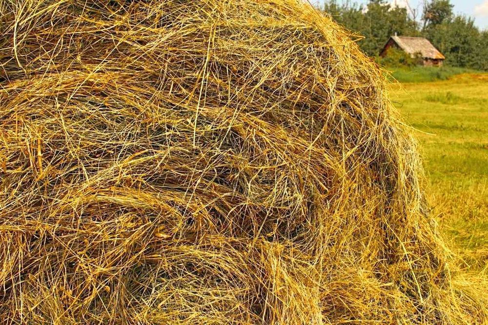 Pichan bor bog'dan o'tilgan pichan