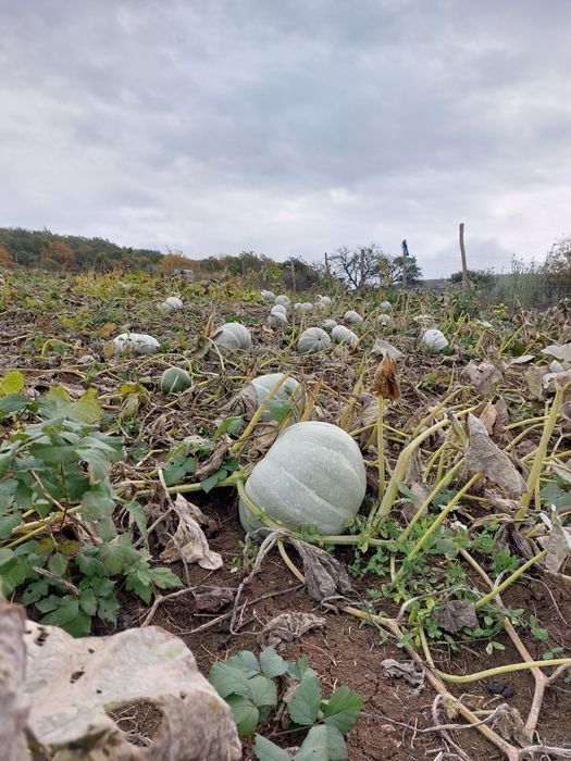 Vând dovleac de copt