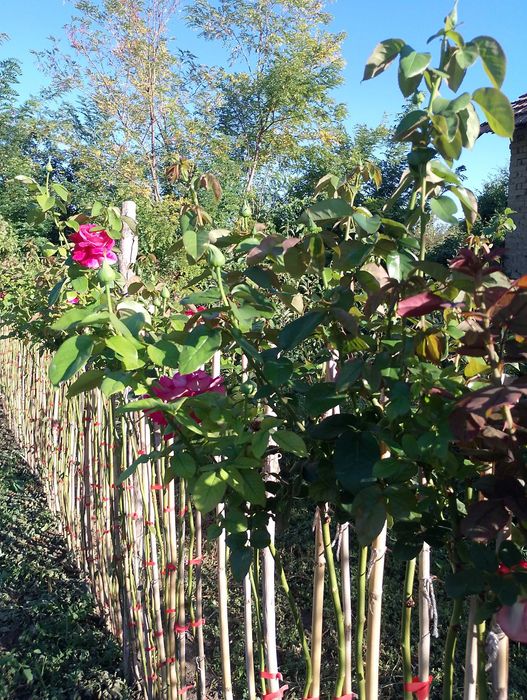 Рози дръвче различни конбинаци