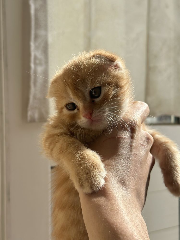Scottish fold mushuk