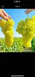 Vand struguri de vin
