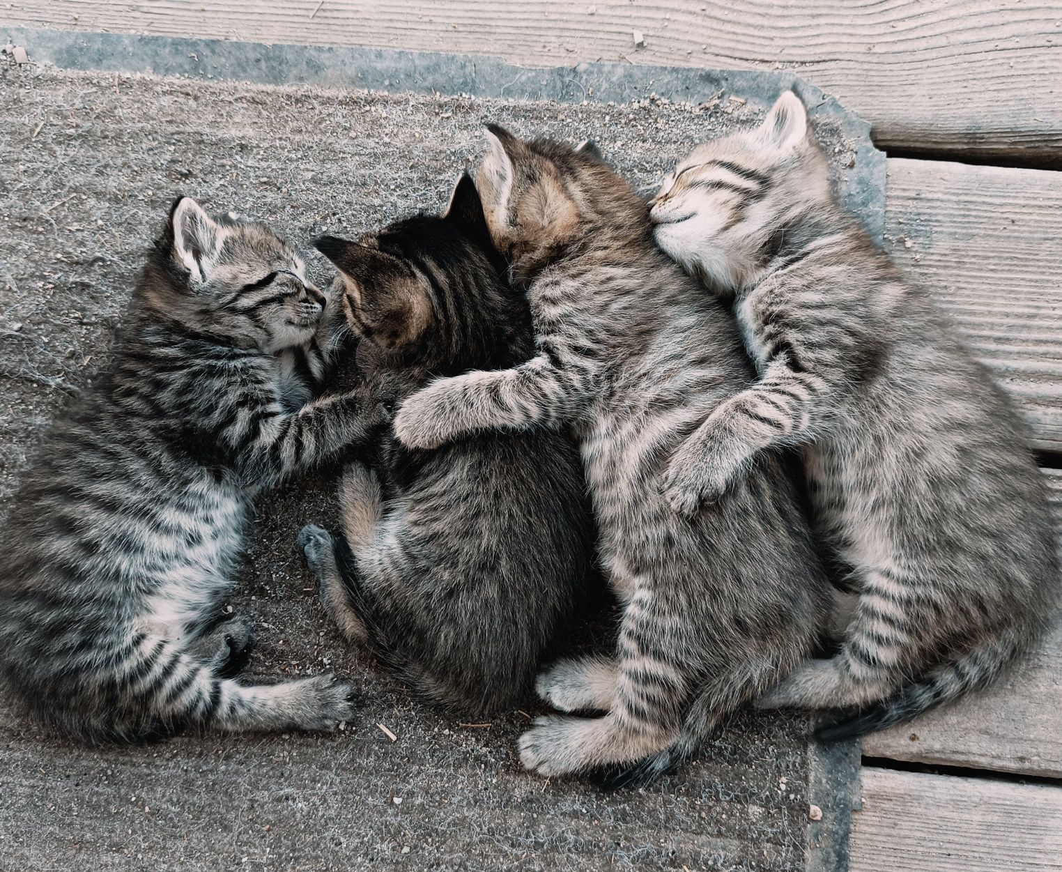 Славные котята ждут добрых хозяев