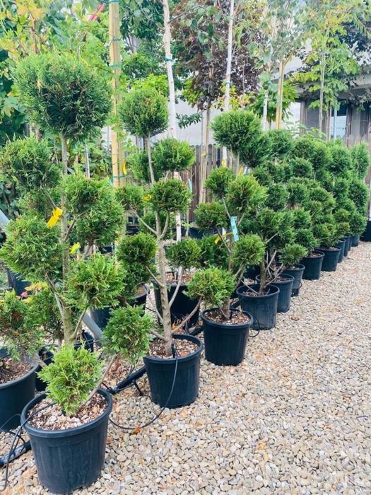 Plante ornamentale(decorative)