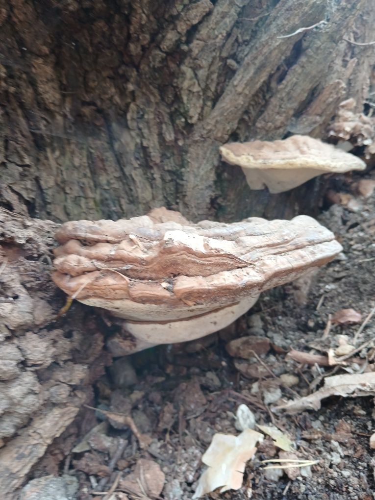 Vând ciuperci medicinale Ganoderma aplanatum, uscate, întregi