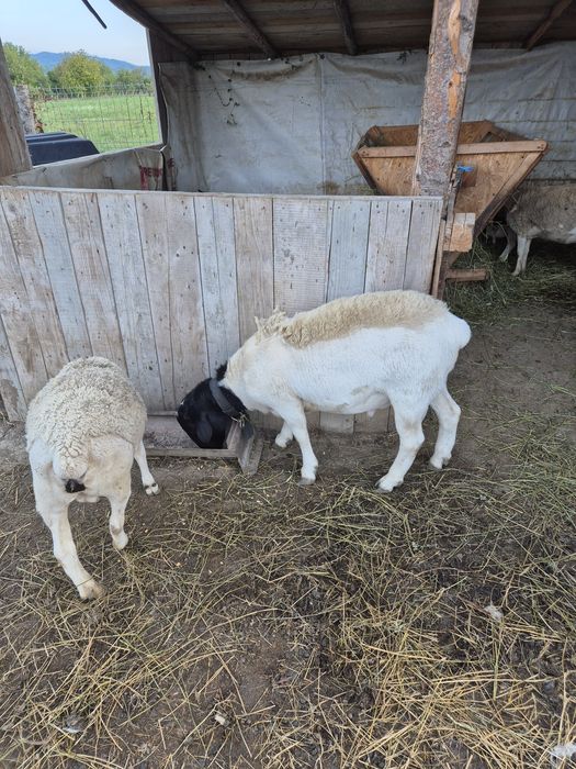 Vând berbecuț dorper