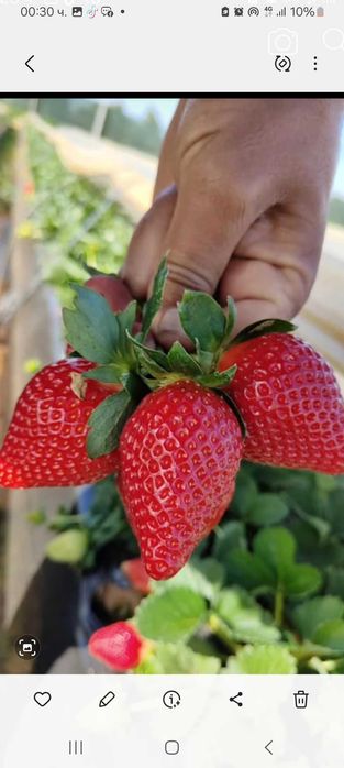 Продавам расат ягоди и малини