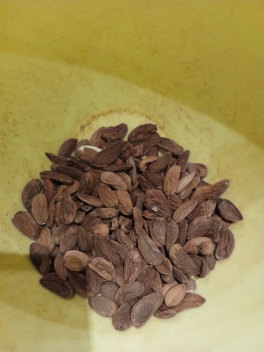 Бадеми реколта 2025г