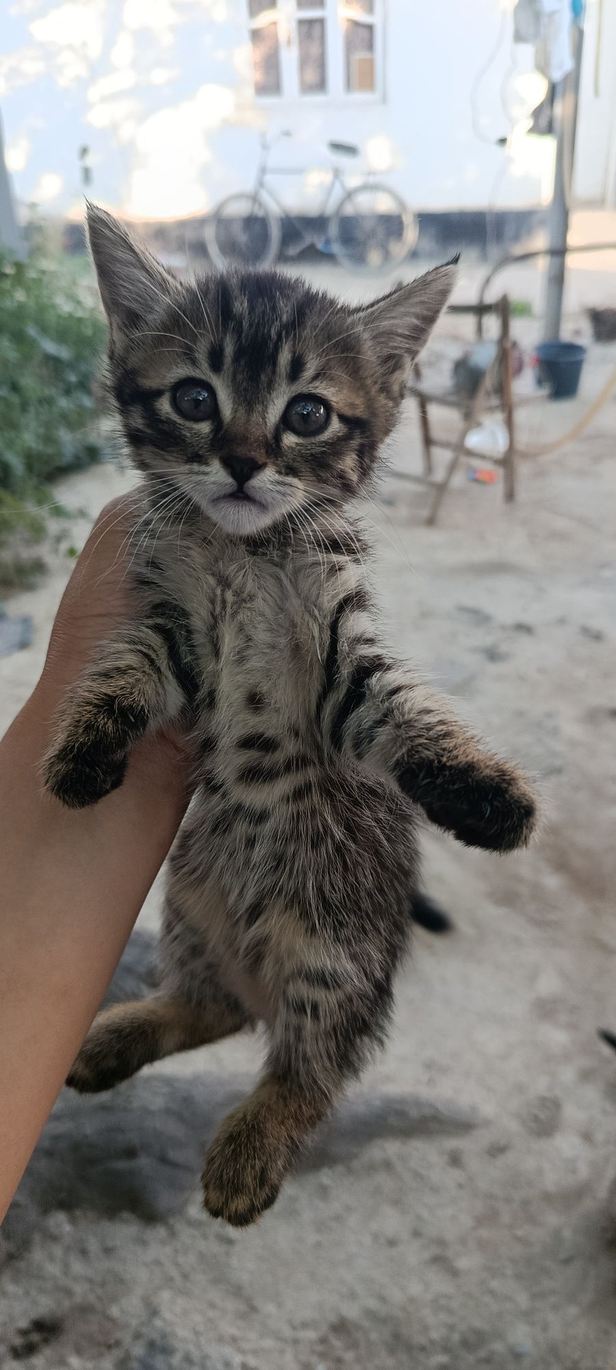 Отдам котят в добрые руки