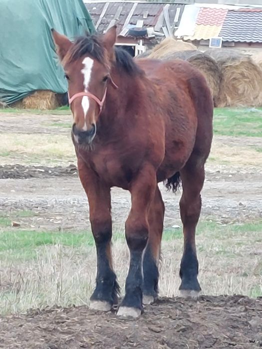 Vand o pereche de iepe murgi cu manza de 6 luni