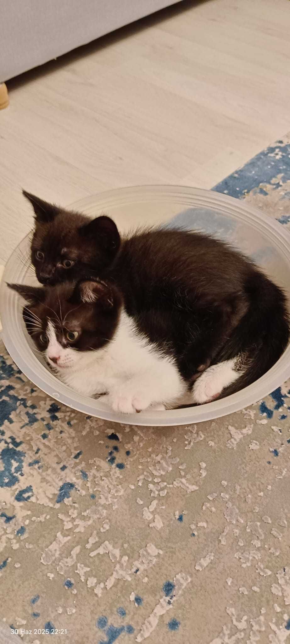 Pisicuţe Gratuite - 5 Puiuţi Adorabili Caută Cămin