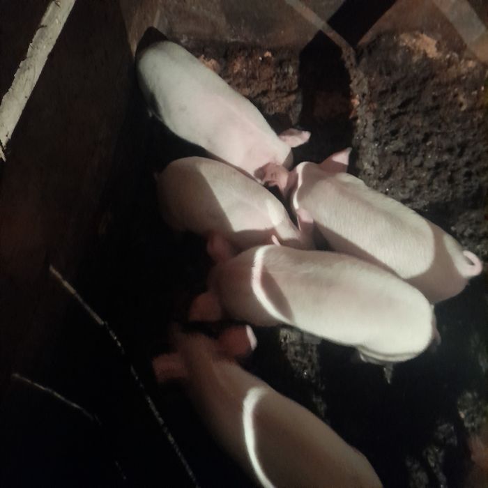 Продам поросят возраст 1 мес