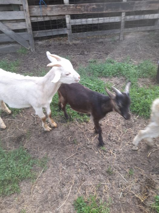 Tapici tineri 3_4luni