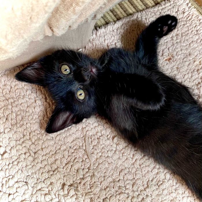 Подарявам домашно мъжко черно коте Ozzy