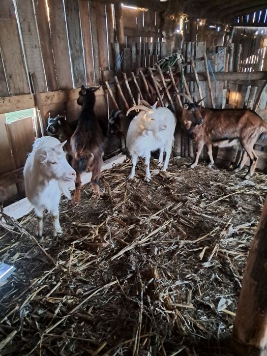 Vând 3 capre și 3 iede