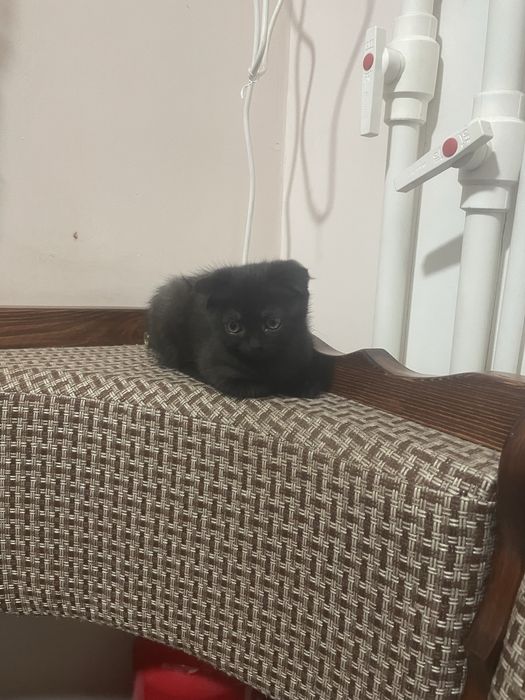 Бесплатно Вислаухий мушукча 3 ойлик