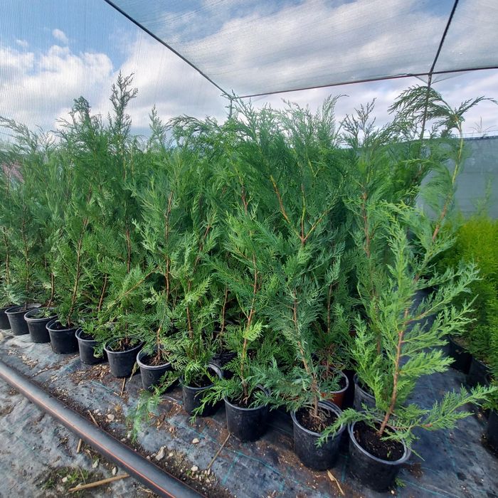 Leylandii pentru gard viu