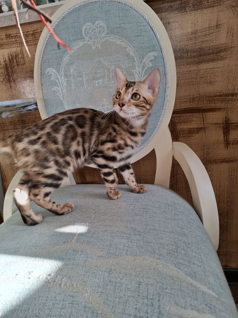 Бенгальский котёнок мальчик окрас браун несёт снег сепию 4 месяца