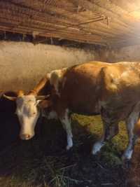 Vând vacă Bălțată Românească