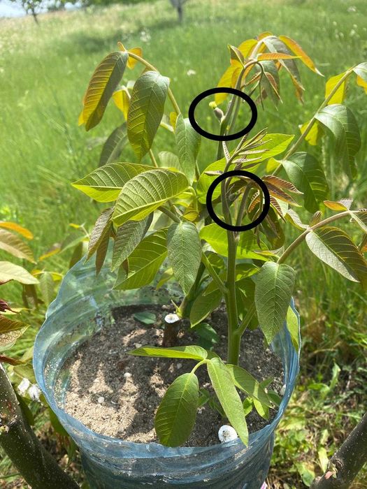 Орехи, дръвчета, фиданки, разсадник