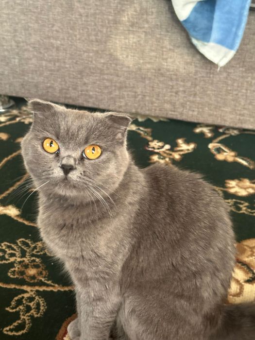 мушук сотилади 800 000