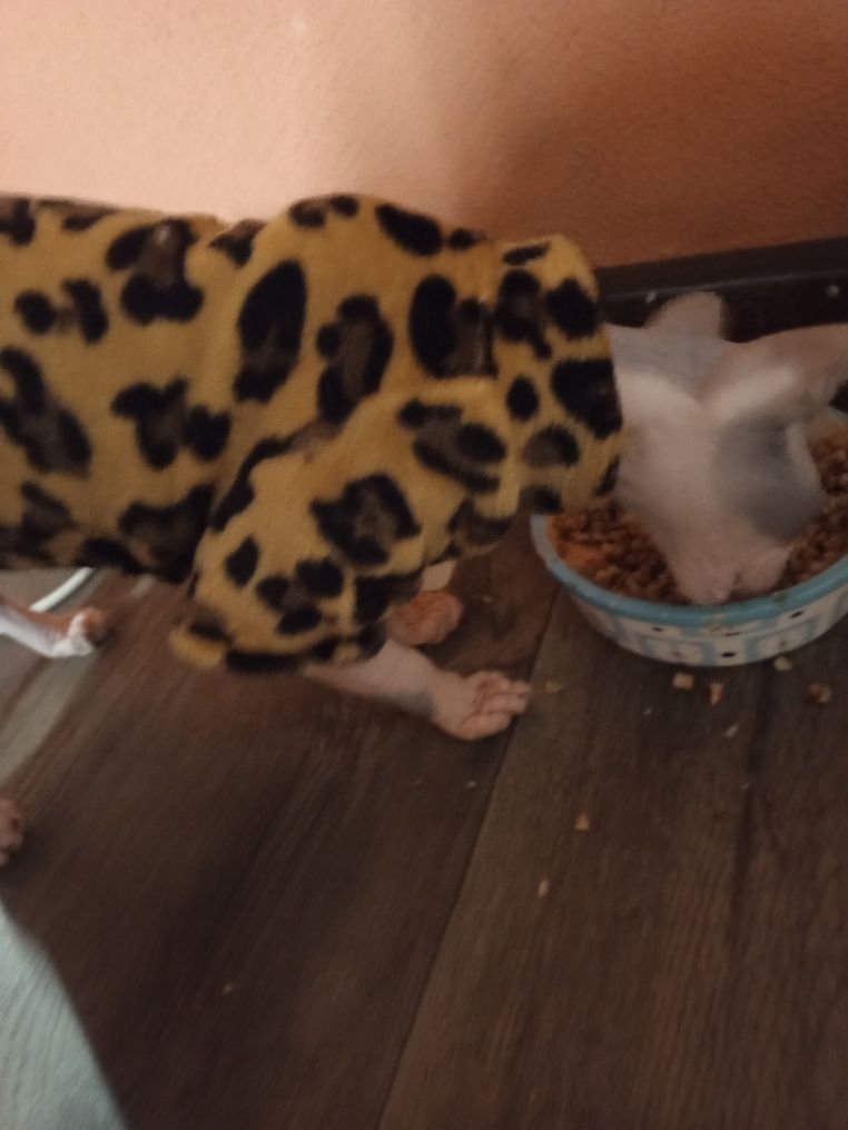 Одежда для котят xs