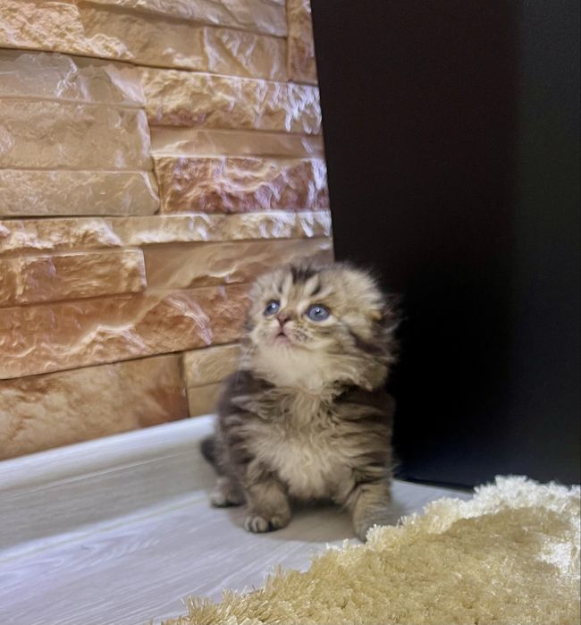 Шотланский Скотиш Фолд!