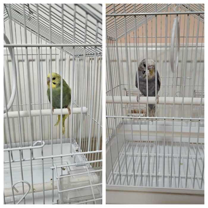 Perusi pui in colivie noua