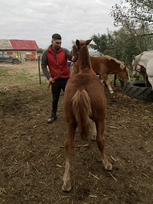 Iapa de 5 ani cu manz
