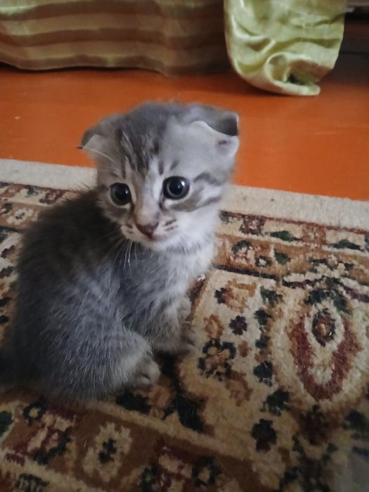 Шотландская кошечка, 1,5 месяца — ищет дом