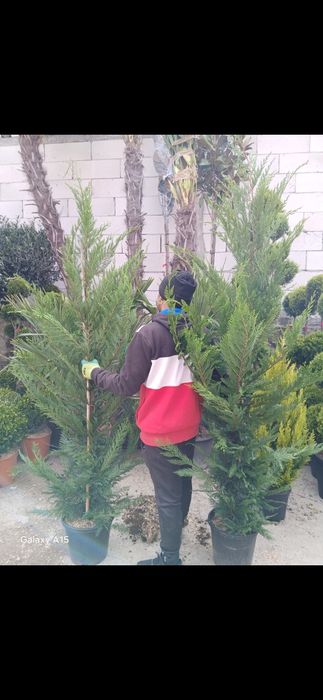 Cupressus leylandi gard viu veșnic verde