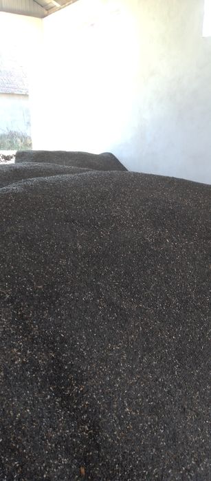 Floarea soarelui recoltā 2025