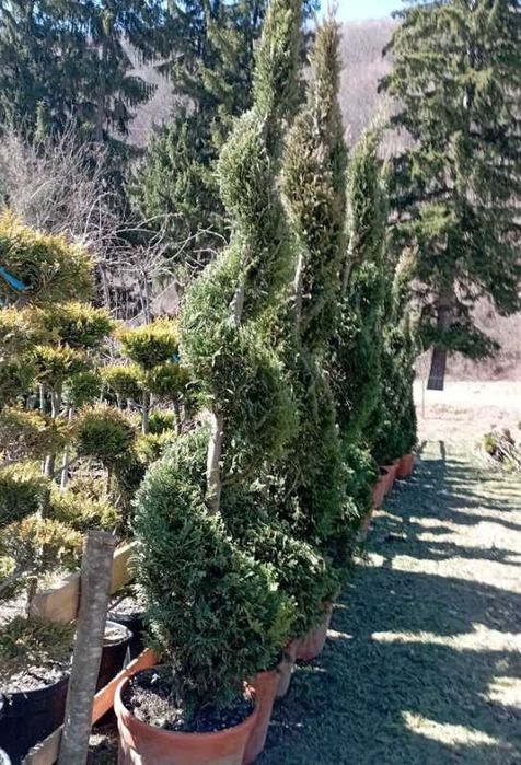 Amenajează-ți grădina cu plante decorative viguroase