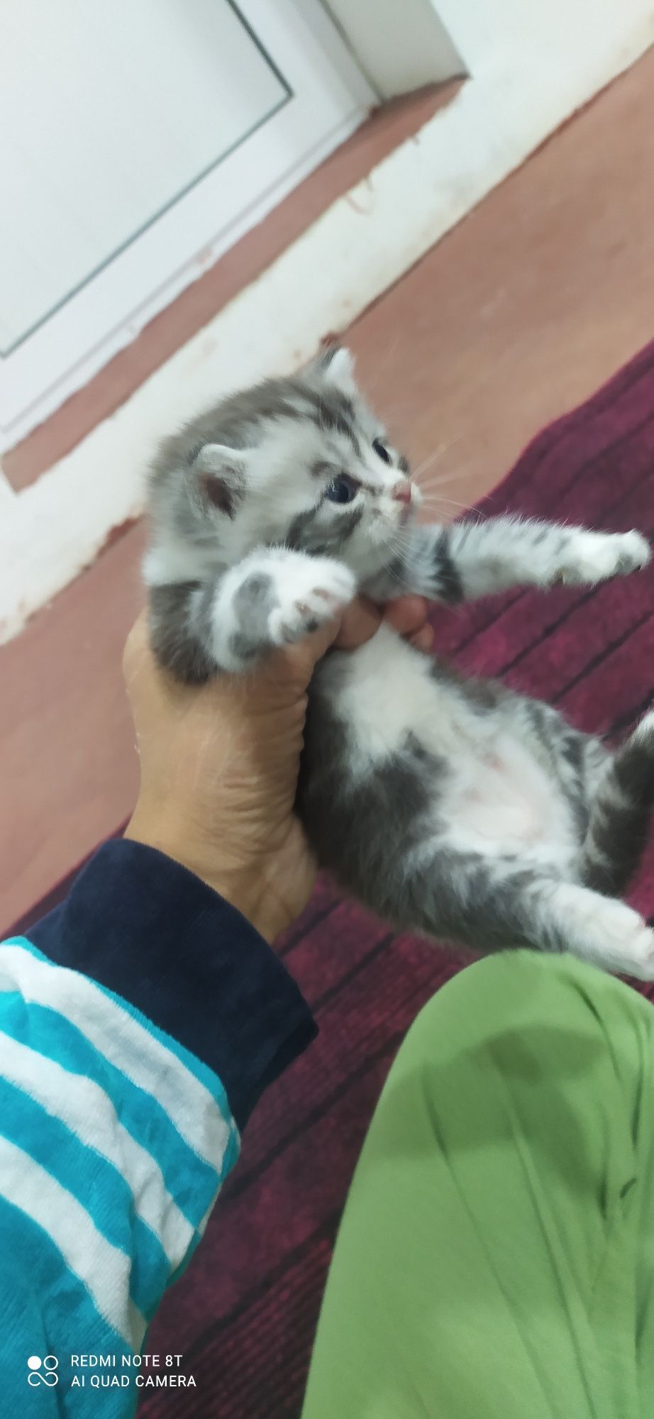 sotiladi mushukcha parodali qiz