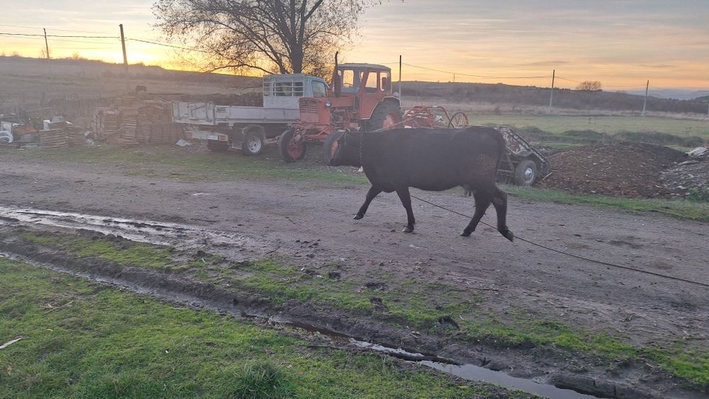 Крава на предстоящо второ теле