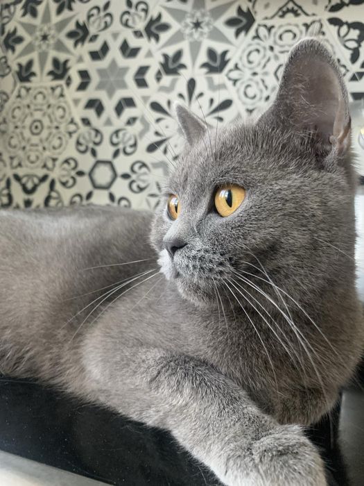 Британска късокосместа