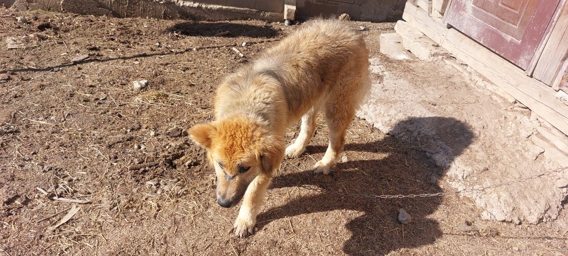 Vâd Cățea de stână/negociabil. Se da la schimb pe animale de curte.