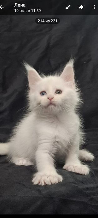 Котята  мейн- куны