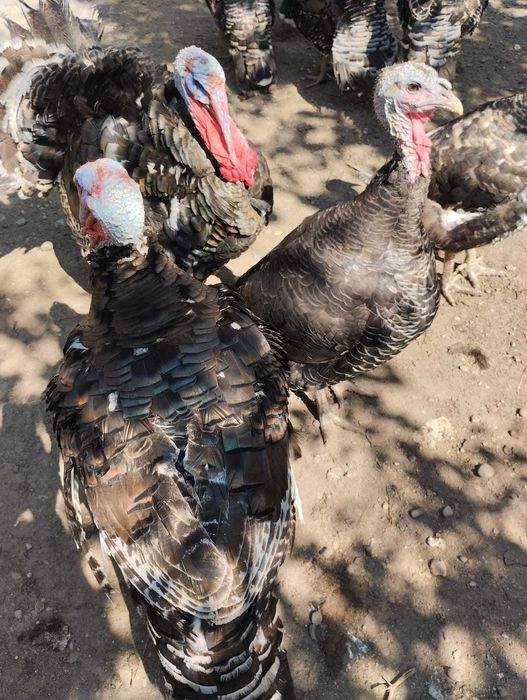 De vanzare Curci Curcani 12/14kg