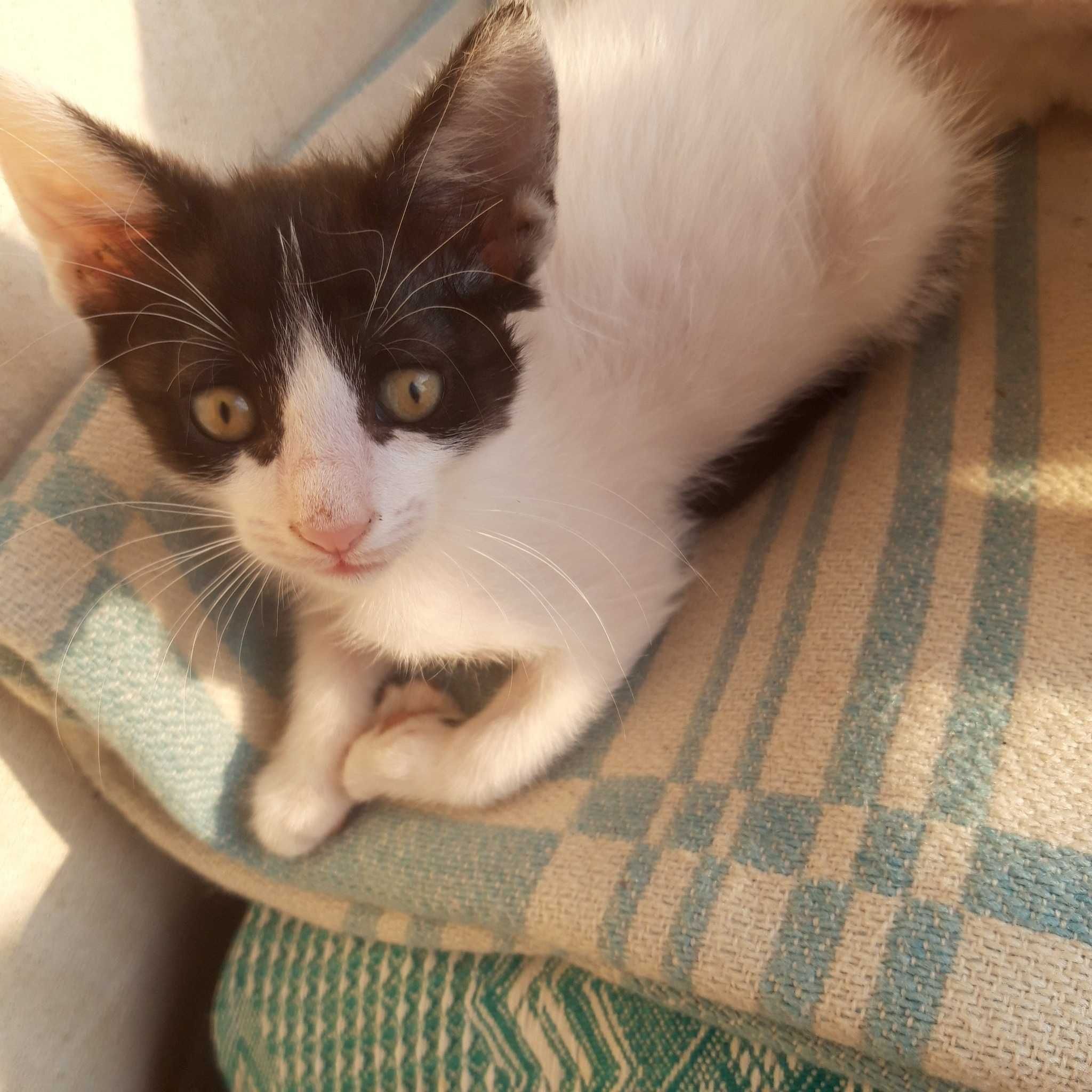 Подарявам котенца