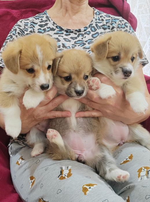 Щенки Вельш Корги Пемброк